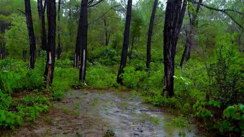 Calm and relaxing rain