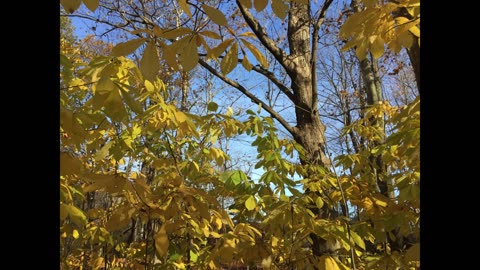 Studying Wild Paw Paw (Asimina triloba) trees in the old grown Carolinian Forest of Ontario