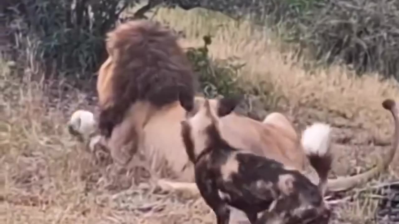 Killing of a wild dog by a lion.