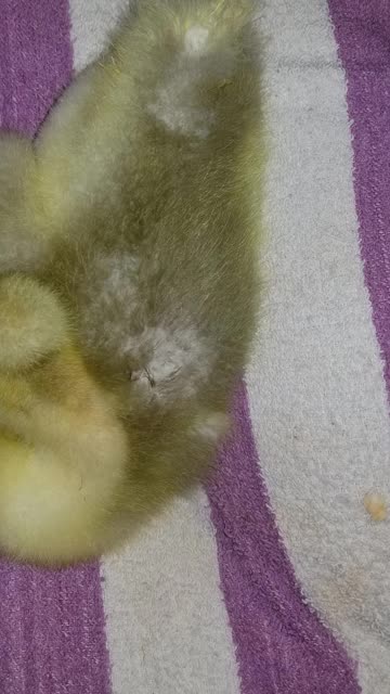 Baby goose on the lap? Baby goose on the lap. #SparklegleamFarm #Lemongrab #homestead #geese