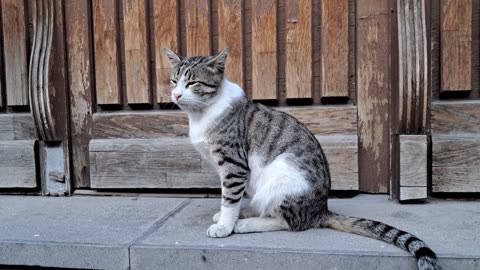 😼 Squint Like You Mean It: Cat Model Strikes Again!