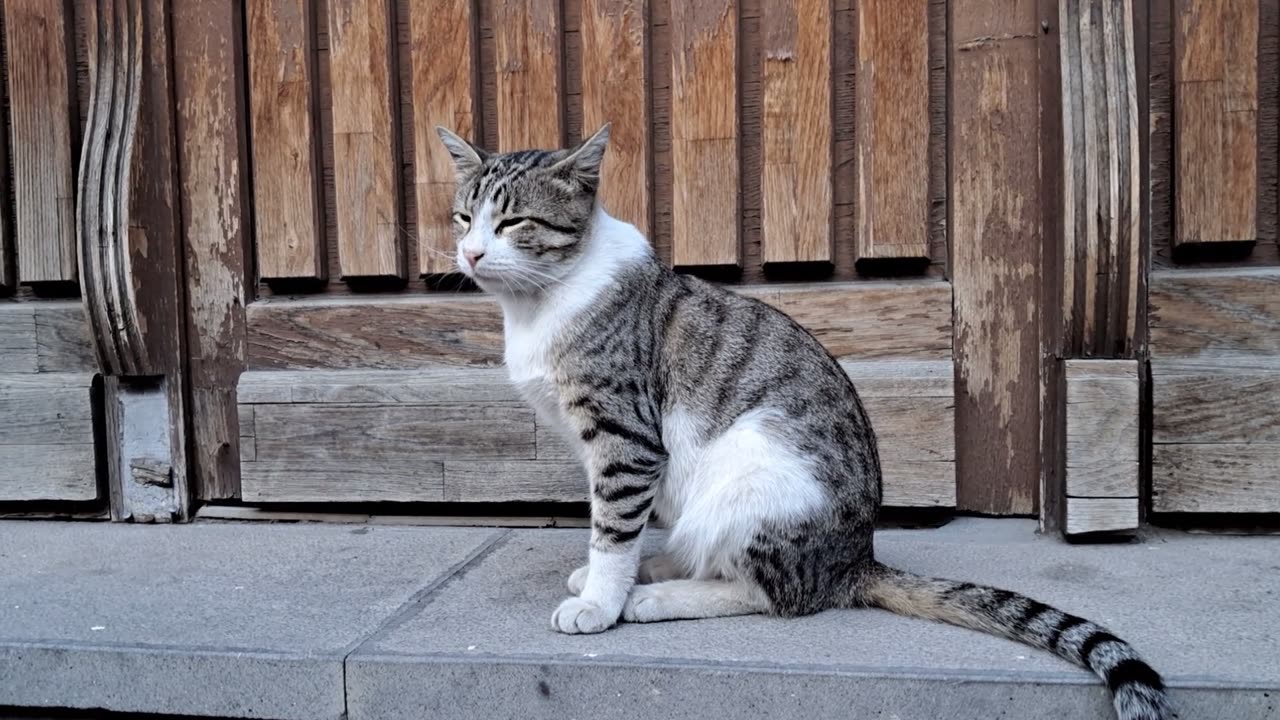 😼 Squint Like You Mean It: Cat Model Strikes Again!