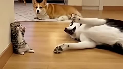 Dog playing with kitten