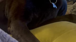 😂🐶 This Dog's Stacking Skills are Unreal! | FunFM