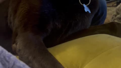 😂🐶 This Dog's Stacking Skills are Unreal! | FunFM