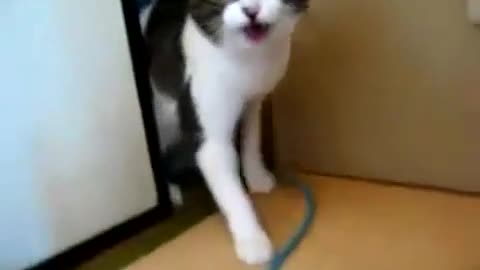 The cat is a fighter