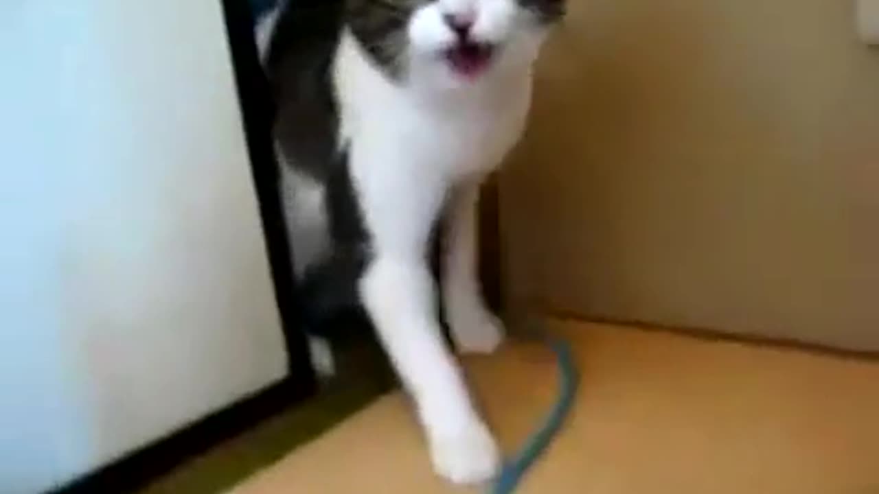 The cat is a fighter
