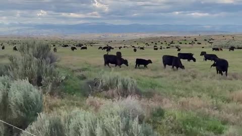 Insiders Buy Grass-Fed Beef at cartercountrymeats.com