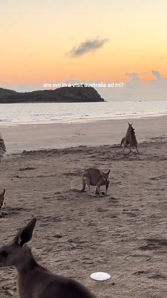 Australian kangaroos 🦘