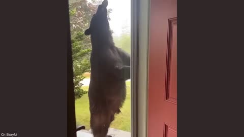 Compilation de vidéos drôles d'animaux Partie 1