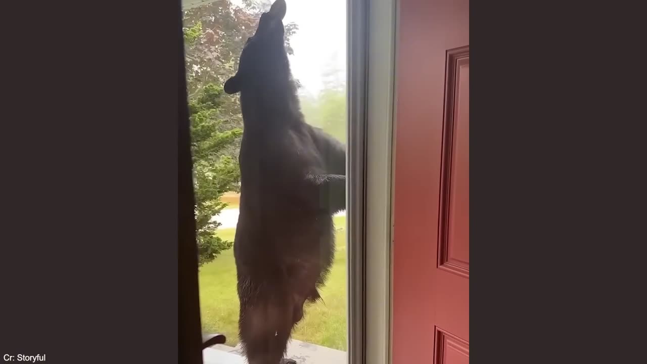 Compilation de vidéos drôles d'animaux Partie 1