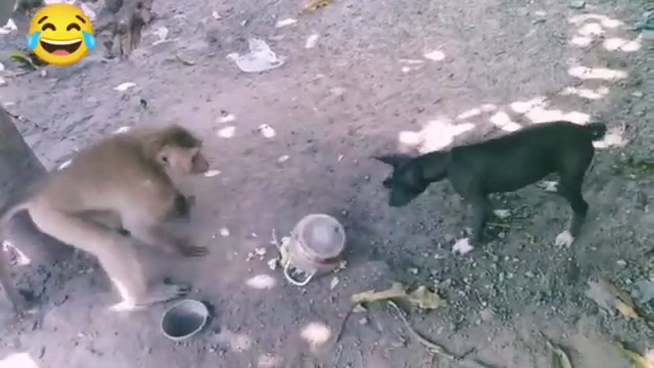 Monkey vs dog real fight | funny dog vs monkey video l funny video l comedy videos