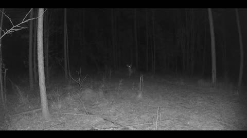 Buck on the move and Grunting