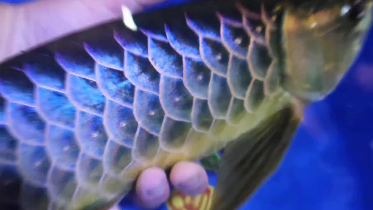 【龍爵士】AROWANA 龍魚