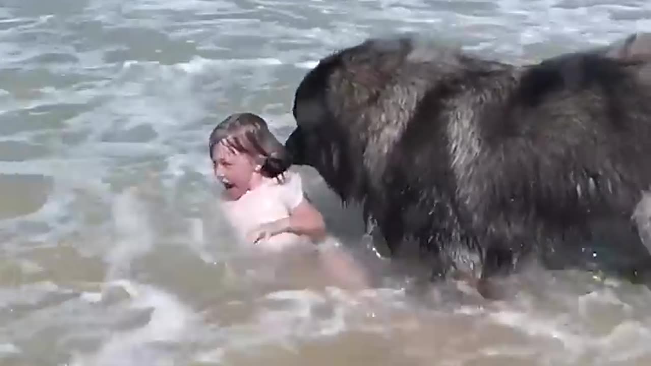 AMAZING Dog Rescues Little Girl From Ocean!