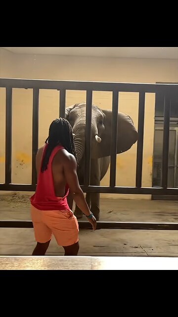 'Influencer' salta al recinto de elefantes y se enfrenta a problemas legales