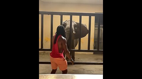 'Influencer' salta al recinto de elefantes y se enfrenta a problemas legales