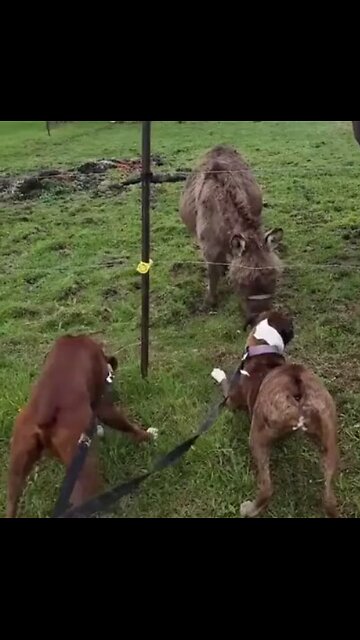 Dog Shocks Itself On Fence, Donkey Laughs About It😂