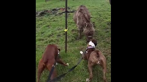 Dog Shocks Itself On Fence, Donkey Laughs About It😂