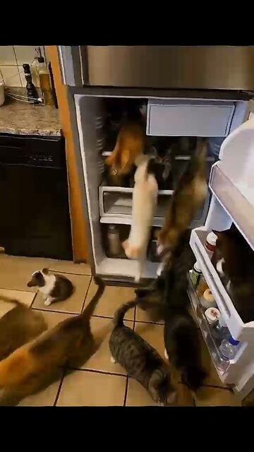 Cats in freezer