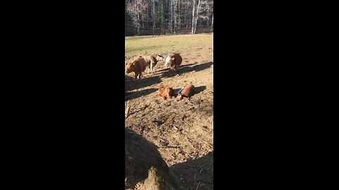 Bull calves at the end of the day.