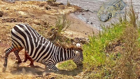 Zebra Slowly Succumbs After Brutal Attack in the Wild