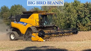 Big Bird Beanin