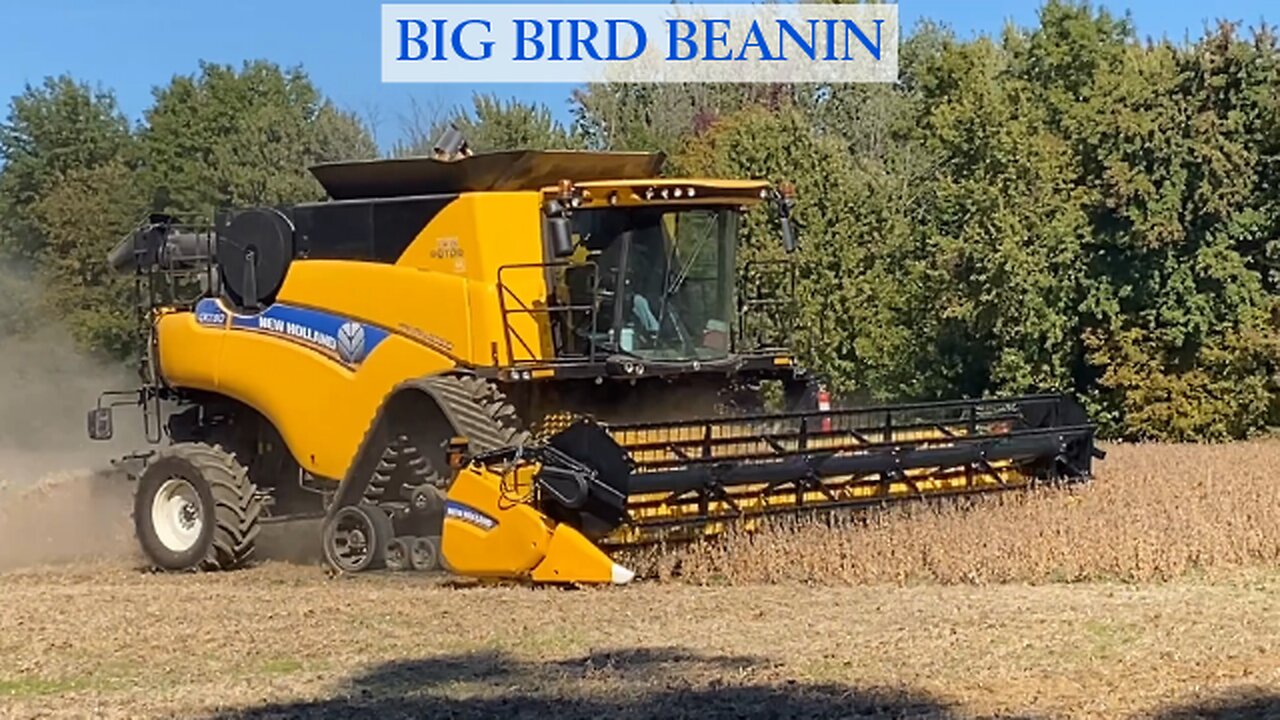 Big Bird Beanin