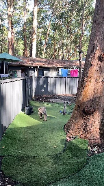 Australian koala 🐨