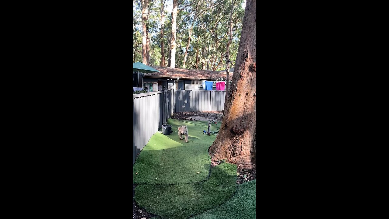 Australian koala 🐨