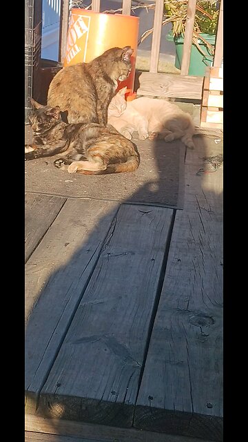 porch kittens and motorcycles