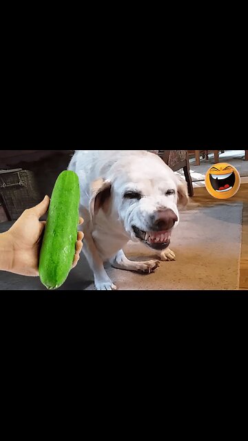 funny dog video ! dont miss #funnydog #cat