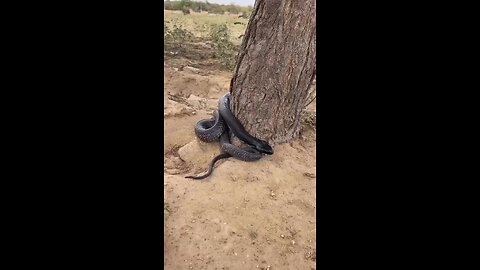 viral #trending #viralreels #snake #snakes #dangeroussnakes