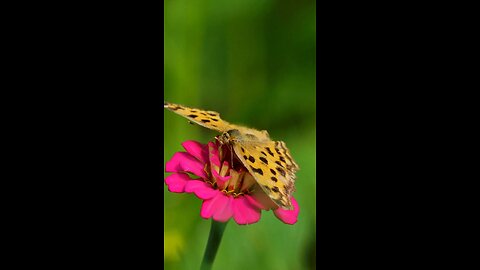 Butterfly - Nature Sounds & Music #relaxing #sleep #meditation #study #nature #wildlife #travel