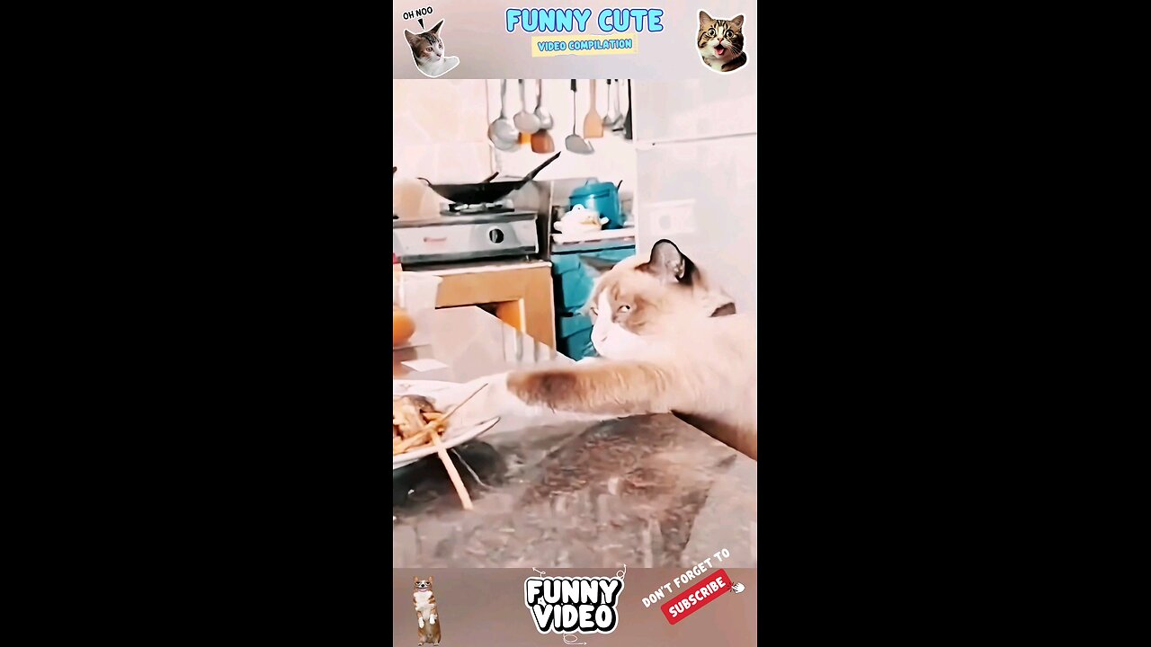 funny cat