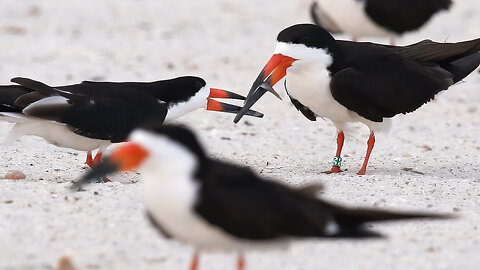 Love on the Beach: Black Skimmers OR & OG's Heartwarming Bond