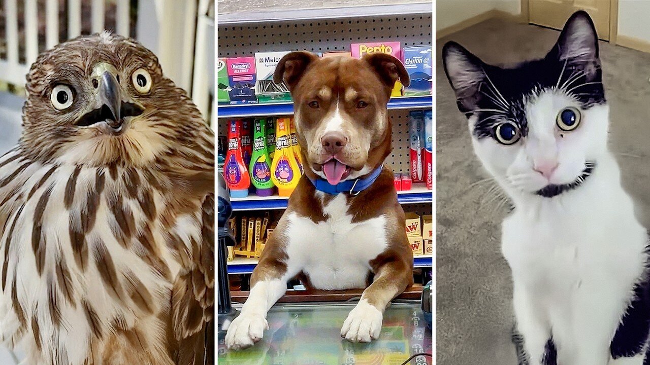 Funniest Animals You Will EVER See 🤣 Try Not to Laugh Challenge 2025 | Cute & Funny Animal Moments