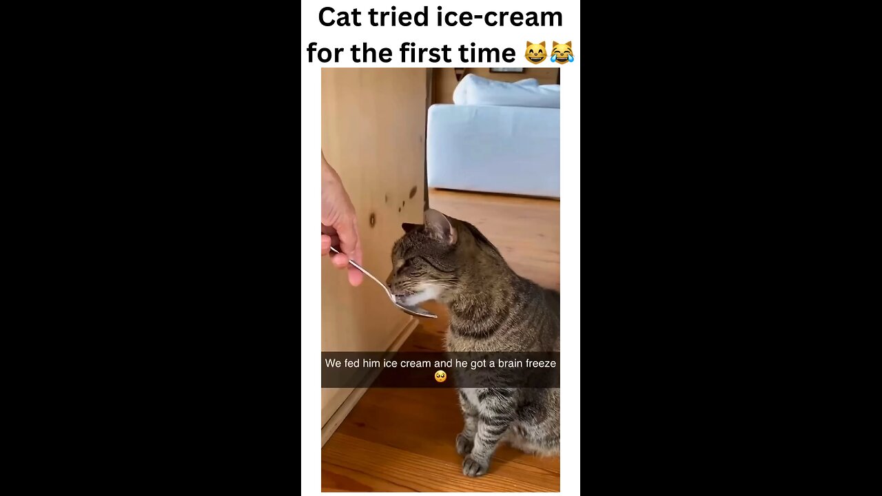 When curiosity meets a cold surprise! 🍦😺 Watch as my cat experiences ice cream for the first time!