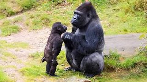 Funniest Animal Videos of 2025 Ever! 😅 | Try Not to Laugh Challenge 🤣🐾