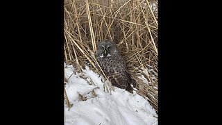 Snowy owl rescued from car grille by Minnesota woman who saved another bird hours earlier