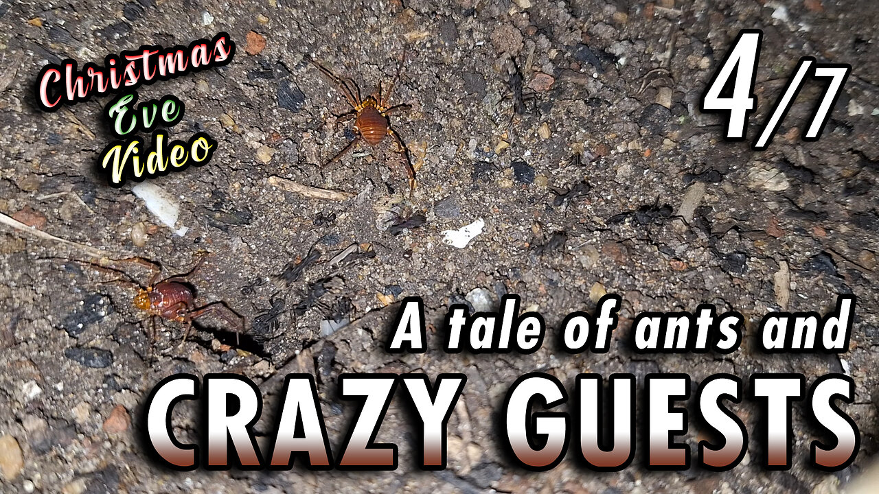 BONUS VIDEO! 🎄🎅🏻 | Ants giving a lesson of coexistence in peace - 4/7