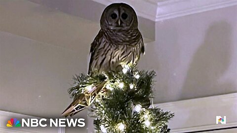 Good News: Owl surprises Virginia family by perching atop Christmas tree