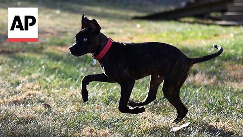 Kansas City Chiefs' Derrick Nnadi trains 'Parsnip' for Puppy Bowl