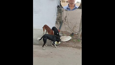 jivdaya mehsana Gujarat