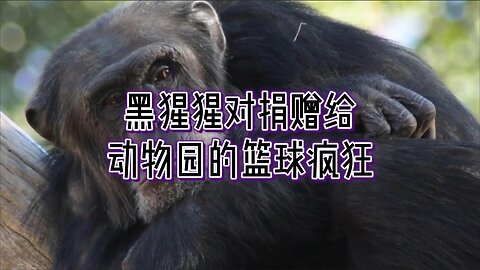 黑猩猩对捐赠给动物园的篮球疯狂
