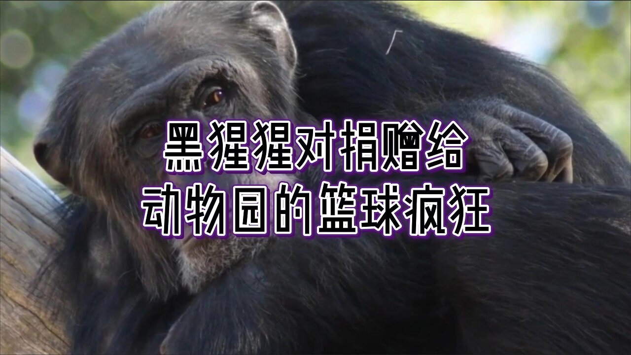 黑猩猩对捐赠给动物园的篮球疯狂