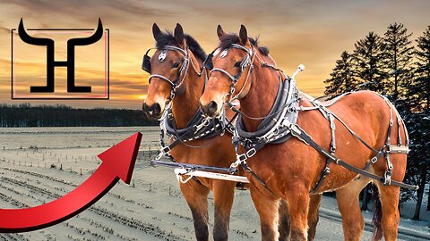 Beginner Safe Percheron Belgian Draft Horse Team – Batman & Robin