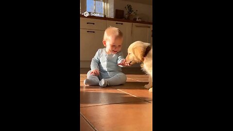 Golden Retriever puppy meets baby for the first time 🐶💛