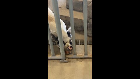 Pig 🐖 🐷 #pig #shorts #followme #trending #viral