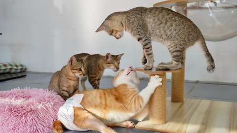 Tony Is So happy Today- HE PLAY LIKE A KITTEN WITH HIS FRIENDS